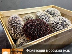 Фіолетовий морський їжак