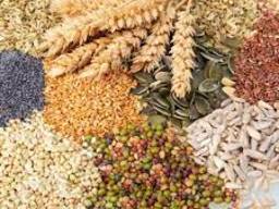 Млин закупляє зернові