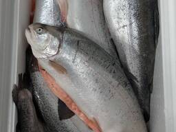 Форель охлажденная. Форель. Красная рыба. Рыба.