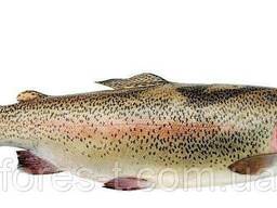 Форель Радужная