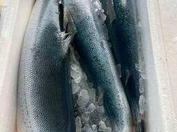 Форель тушка морская 5-6 кг