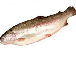 Форель тушка охлажденная (Норвегия)