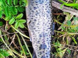 Форель (зарибок)