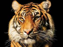 Фотообои флизелиновые 3D 368х254 см Голова тигра (1964V8)