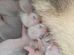 Фретка ( домашній тхір )