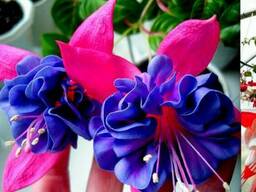 Фуксии - очень большой выбор сортов !