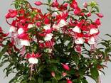 Фуксии - очень большой выбор сортов ! - фото 1