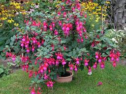 Фуксия - 2 сорта.