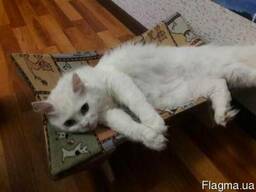 Гамак для кота, гамак для кошки, гамак для кошек.