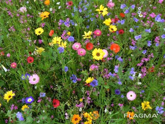 Купить газон из цветов какое удобрение для цветов купить