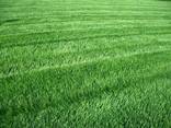 Газон Універсальний - фото 1