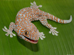 Геккон токи (Gekko gecko)