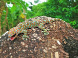 Геккон токи (Gekko gecko) - фото 2
