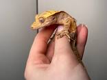 Гекон бананоед, ресничастый гекон, ручной гекон для дома, ящерица - фото 3
