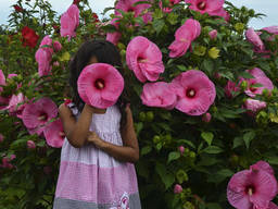 Гибискус серии Summerific. Новинка!