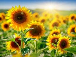 Гибрид Белла