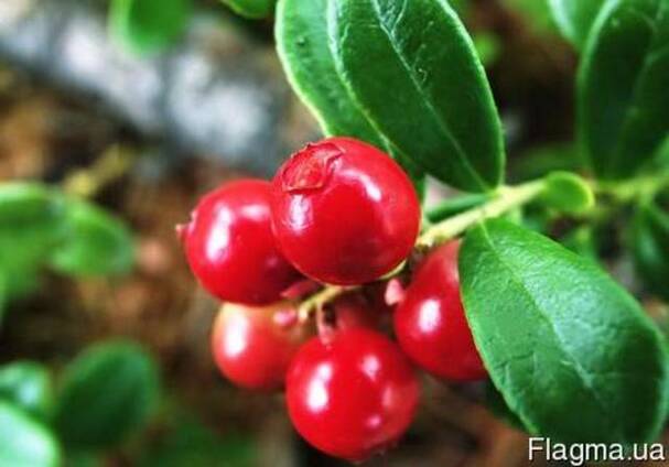 Гидролат Клюквы, 1 литр