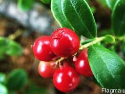 Гидролат Клюквы, 1 литр