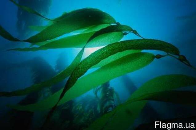 Гидролат Ламинарии, 1 литр