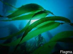 Гидролат Ламинарии, 1 литр