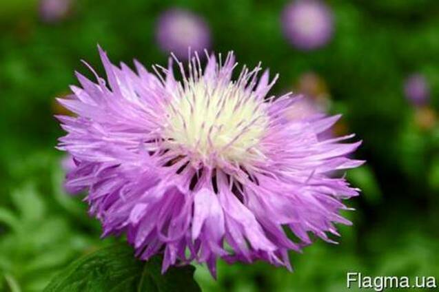 Гидролат Левзея, 1 литр