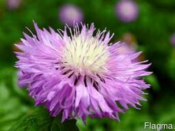 Гидролат Левзея, 1 литр