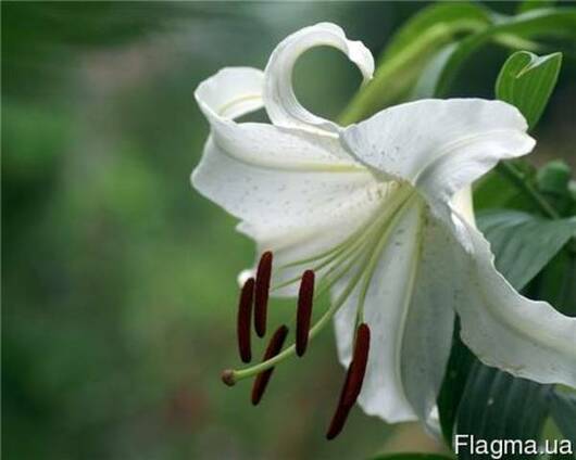 Гидролат Лилии Белой, 1 литр