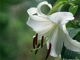 Гидролат Лилии Белой, 1 литр