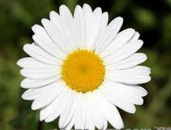 Гидролат ромашки