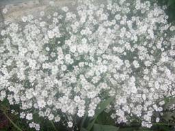 Гипсофила ползучая, рассада