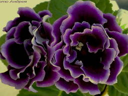 Глоксиния Violacea
