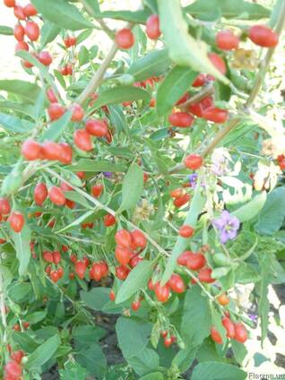 Годжи Сорт Sweet Lifeberry