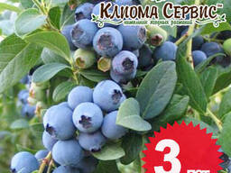 Голубика "Эллиот", 3-летняя, конт. 5 л