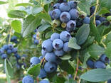 Голубика "Эллиот", 3-летняя, конт. 5 л - фото 1