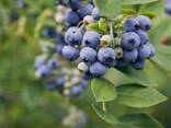 Голубика "Эллиот", 3-летняя, конт. 5 л - фото 2