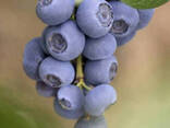 Голубика "Река" 1 летняя, конт. P9 - фото 2