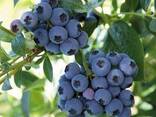 Голубика "Река" 1 летняя, конт. P9 - фото 3