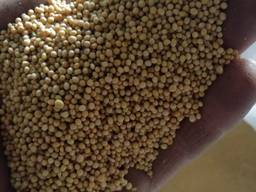 Горчица белая FCA Павлодарская область