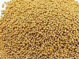 Горчица сидерат семена от 200кг