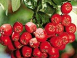 Горобина звичайна ягоди Рябина красноплодная ягода