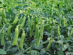 Горох по Луганской и Донецкой области
