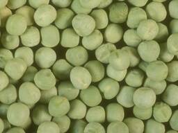 Горох зеленый 100 т продам