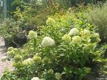 Гортензії волотисті, деревовидні і крупнолисті від 2-3 до 5-6 річок - фото 3