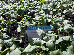 Гречиха канадская трансгенная для пожнивных посевов