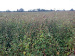 Гречиха канадская трансгенная для пожнивных посевов - фото 3