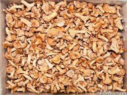 Гриб лисичка 1с б/з