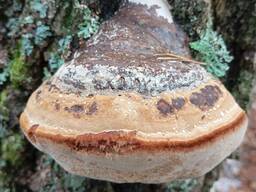 Гриб трутовик (справжній).