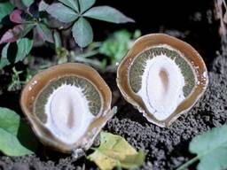 Веселка Phallus impudicus в капсулах. Лечебные добавки