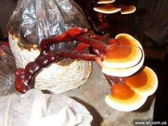 Грибные блоки Рейши