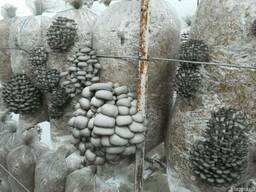 Грибы вешенки